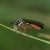 Gewone Bladjager - Dioctria hyalipennis