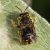 Grote Wolbij - Anthidium manicatum