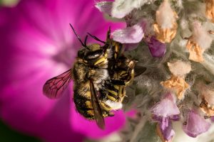 Grote Wolbij - Anthidium manicatum