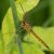 Kempense Heidelibel - Sympetrum depressiusculum