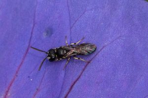 Kleine Tuinmaskerbij - Hylaeus pictipes