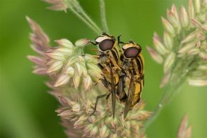 Moeraspendelvlieg - Helophilus hybridus