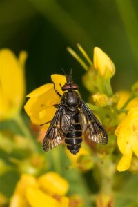 Roodpootgoudoogdaas - Chrysops rufipes - man