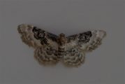 Schaduwstipspanner - Idaea rusticata