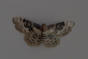 Schaduwstipspanner - Idaea rusticata