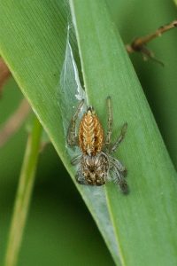 Springspinnen - Rietmarpissa - Marpissa radiata