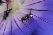 Tuinmaskerbij - Hylaeus hyalinatus