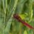 Vuurlibel - Crocothemis erythraea