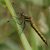 Zwarte Heidelibel - man- Sympetrum danae