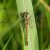 Zwarte Heidelibel - vrouw - Sympetrum danae