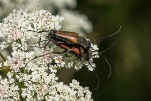 Boktor - Anastrangalia dubia