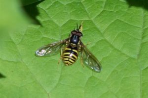 Bolle Fopwesp - Chrysotoxum arcuatum