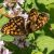 Bosparelmoervlinder - Melitaea athalia