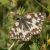 Dambordje - Melanargia galathea