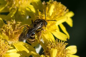 Gewone Geurgroefbij - Lasioglossum calceatum