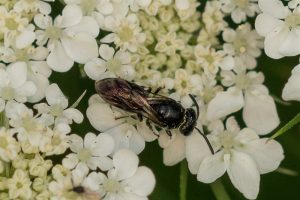 Gewone Maskerbij - Hylaeus communis