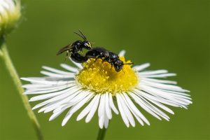 Gewone Maskerbij - Hylaeus communis