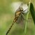 Gewone Oeverlibel - Orthetrum cancellatum