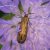 Gouden Langsprietmot - Nemophora metallica