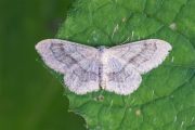 Grijze Stipspanner - Idaea aversata