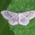 Grijze Stipspanner - Idaea aversata