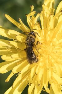 Groefbij - Lasioglossum spec.