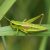 Kleine Goudsprinkhaan - Euthystira brachyptera