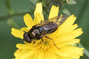 Laat Hoefbladgitje - Cheilosia canicularis