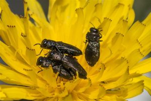 Prachtkevers - Anthaxia quadripunctata