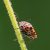 Pyjamaschildwants - Graphosoma italicum