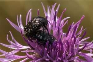 Rouwende Gouden Tor - Oxythyrea funesta