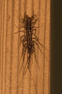 Spinduizendpoot - Scutigera coleoptrata