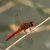 Vuurlibel - Crocothemis erythraea