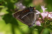 Wegedoornpage - Satyrium spini