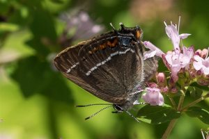 Wegedoornpage - Satyrium spini