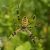 Wespspin - Argiope bruennichi