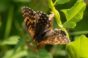 Woudparelmoervlinder - Melitaea diamina