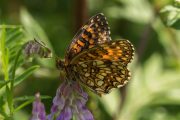 Woudparelmoervlinder - Melitaea diamina