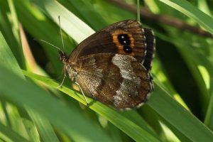 Zomererebia - Erebia aethiops