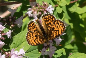 Zuidelijke Bosparelmoervlinder - Melitaea celadussa