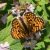 Zuidelijke Bosparelmoervlinder - Melitaea celadussa