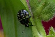 Zuidelijke Groene Schildwants - Nezara viridula