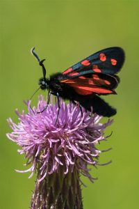 Zuidelijke Sint-jansvlinder - Zygaena transalpina