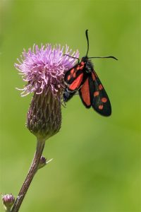 Zuidelijke Sint-jansvlinder - Zygaena transalpina