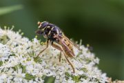 Zweefvlieg - Echte Wespvlieg - Temnostoma vespiforme